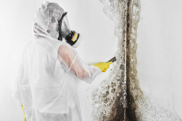 Best Office Mold Removal Services  in Fontana, CA