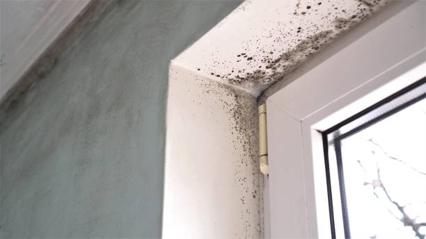 Best Mold Remediation Services  in Fontana, CA