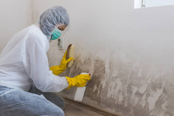 Best Mold Remediation  in Fontana, CA