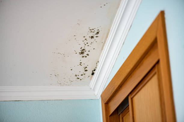 Best Affordable Mold Removal  in Fontana, CA