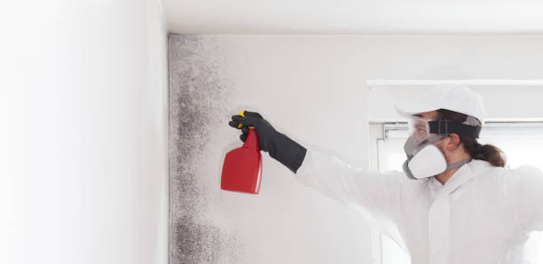  Fontana, CA Mold Removal Pros