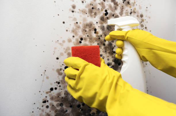 Best Attic Mold Removal  in Fontana, CA
