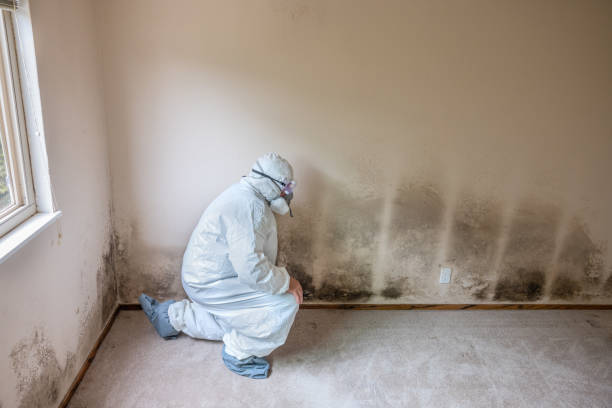 Professional Mold Removal in Fontana, CA