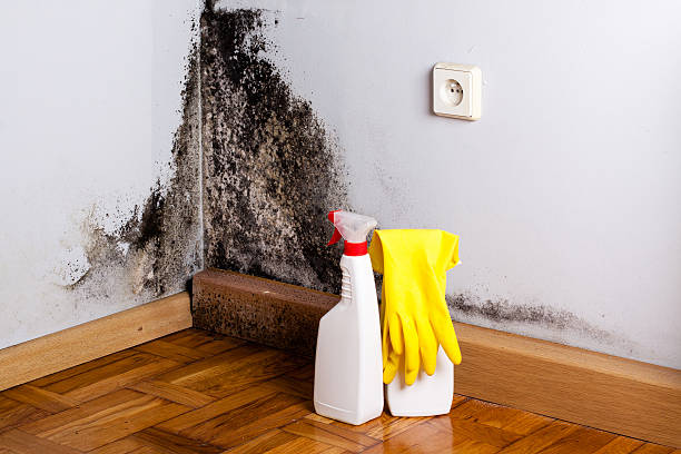 Best Toxic Mold Removal  in Fontana, CA