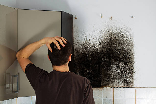 Best Best Mold Removal Companies  in Fontana, CA
