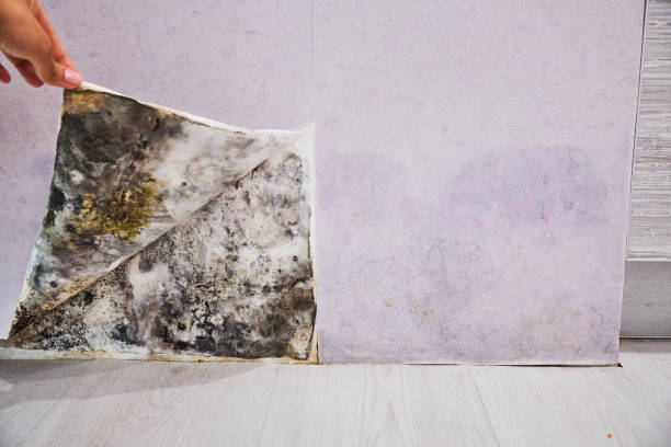 Best Residential Mold Removal  in Fontana, CA